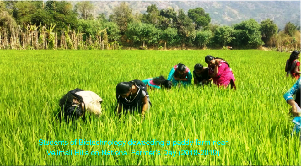 Students of Biotechnology deweeding a paddy farm near Velimali Hills on National Farmer’s Day (2018-2019)
